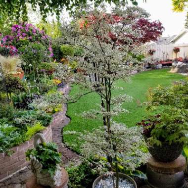 Acer palmatum
