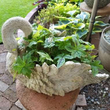 x Heucherella 'Alabama Sunrise'