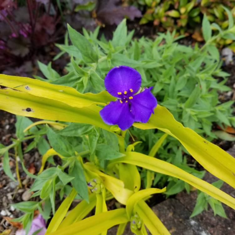 plant image 1311476 plant image 1311476