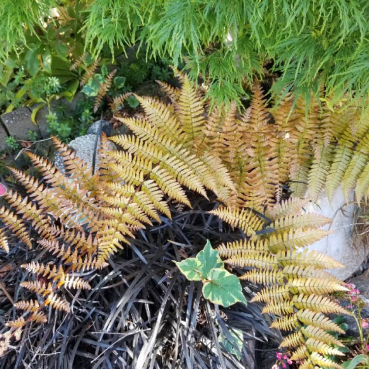 plant image 1320168 plant image 1320168