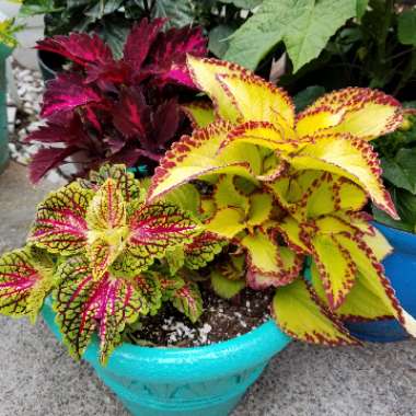Solenostemon scutellarioides  syn. Plectranthus scutellarioides, Coleus scutellarioides, Coleus blumei