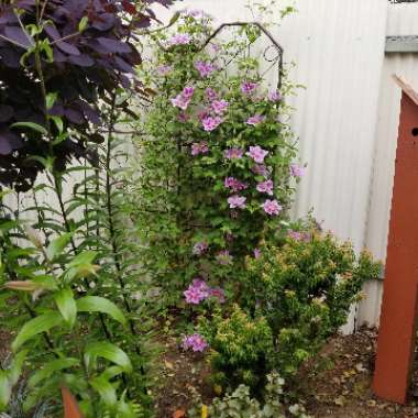 Clematis