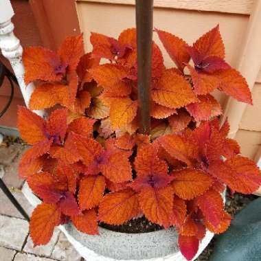 Solenostemon scutellarioides  syn. Plectranthus scutellarioides, Coleus scutellarioides, Coleus blumei