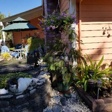 Albizia julibrissin 'Chocolate Fountain'
