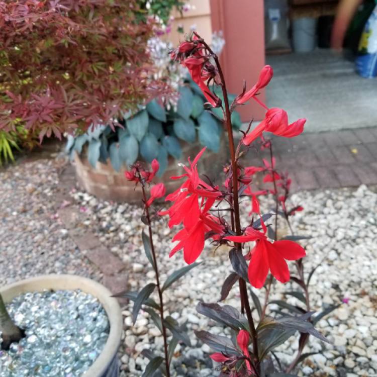 plant image 1379986 plant image 1379986