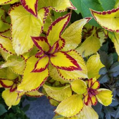 Solenostemon scutellarioides  syn. Plectranthus scutellarioides, Coleus scutellarioides, Coleus blumei