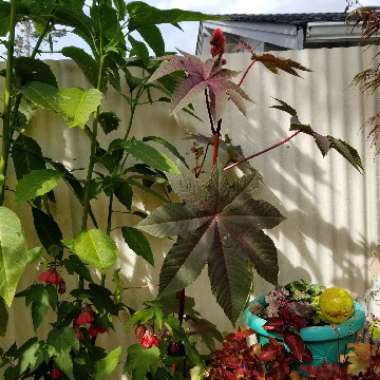 Ricinus communis