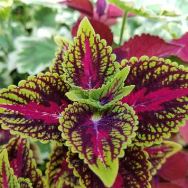 Solenostemon scutellarioides  syn. Plectranthus scutellarioides, Coleus scutellarioides, Coleus blumei