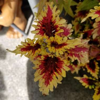 Solenostemon scutellarioides  syn. Plectranthus scutellarioides, Coleus scutellarioides, Coleus blumei