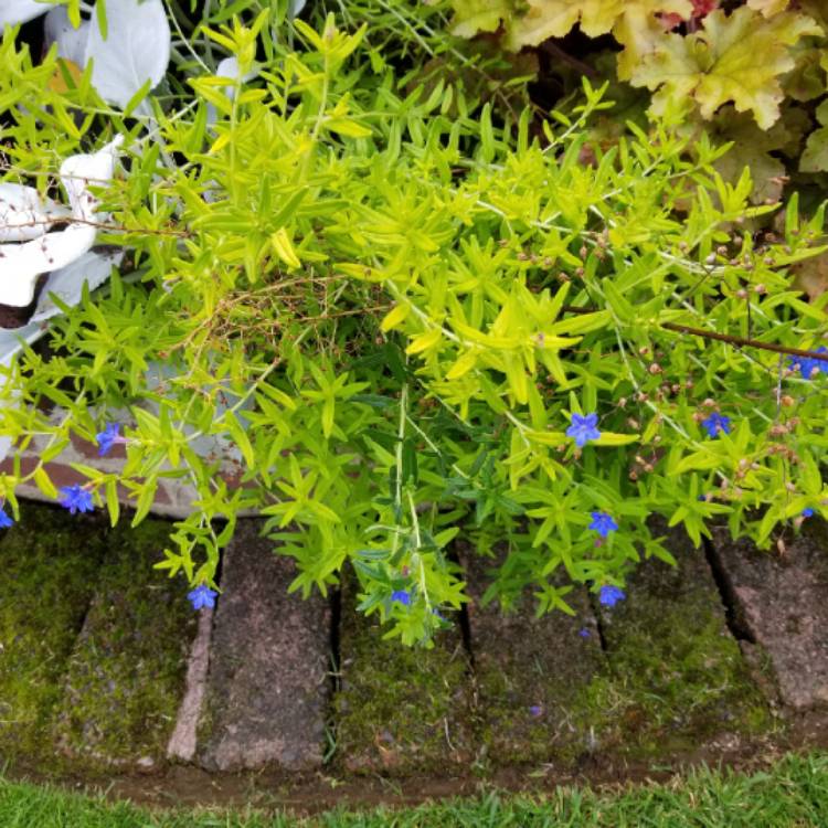 plant image 1384012