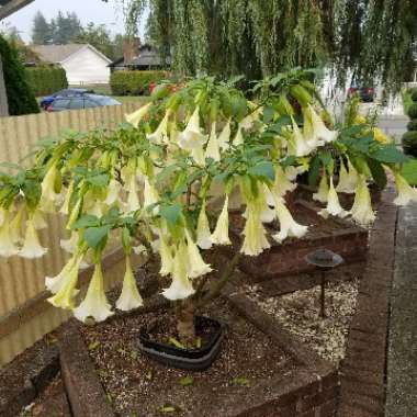 Brugmansia 'Betty Marshall'
