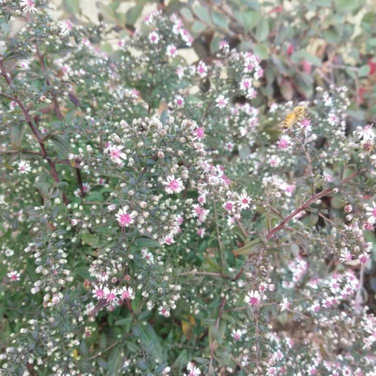 Plant image Aster lateriflorus 'Horizontalis'