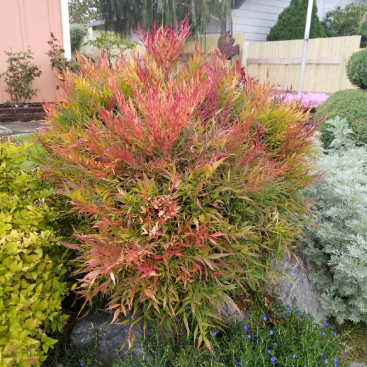 plant image 1397116 plant image 1397116