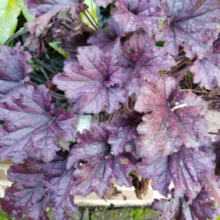 plant image 1400956 plant image 1400956