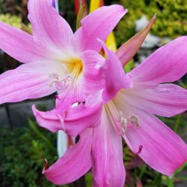 Amaryllis belladonna