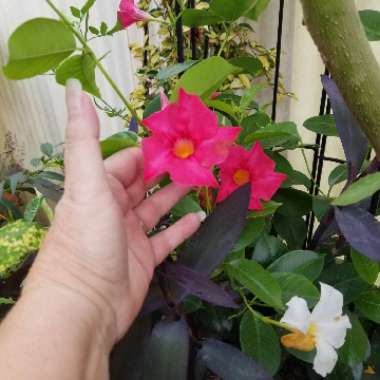Mandevilla 'Sunparabeni' syn. Mandevilla 'Sun Parasol Dark Red', Mandevilla 'Sundaville Dark Red'