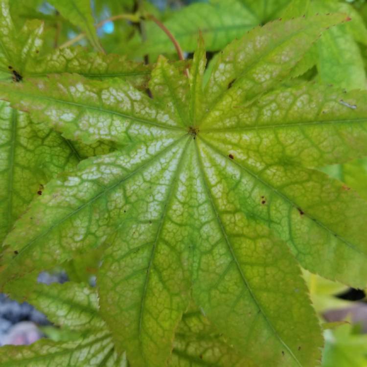 plant image 1404810 plant image 1404810