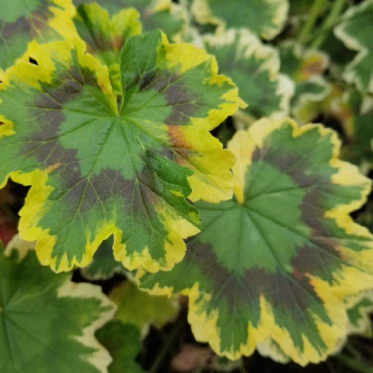 plant image 1405914 plant image 1405914