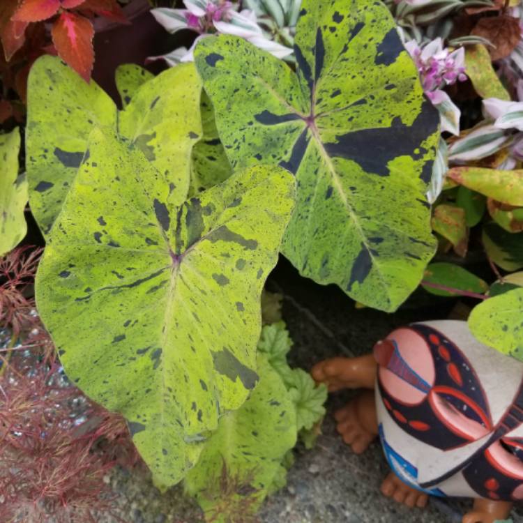 plant image 1405916 plant image 1405916