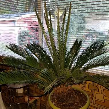 Cycas
