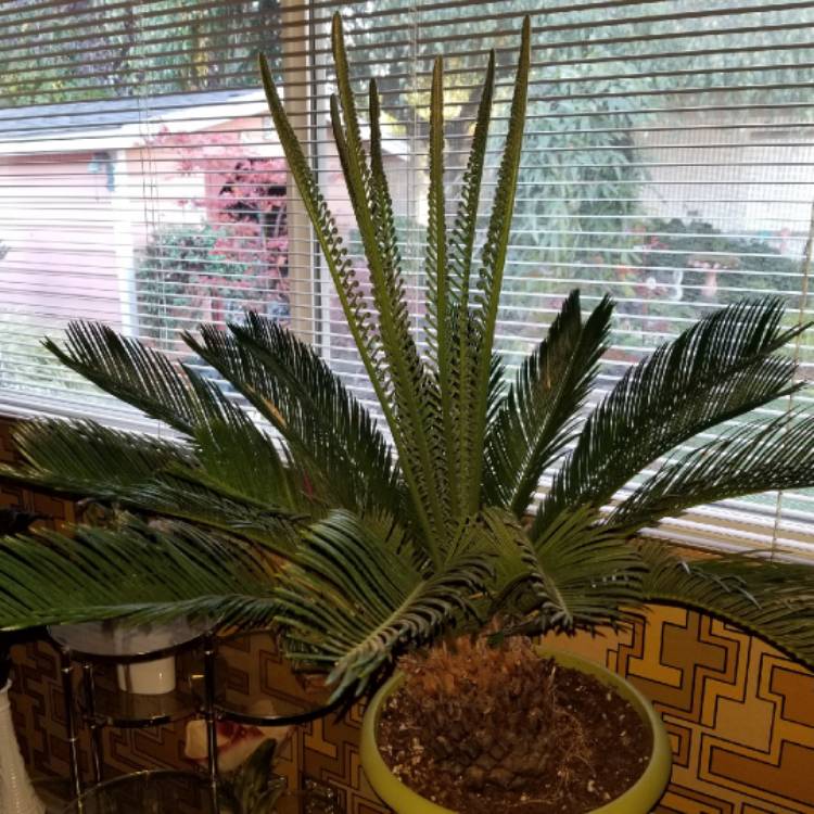 plant image 1407865 plant image 1407865