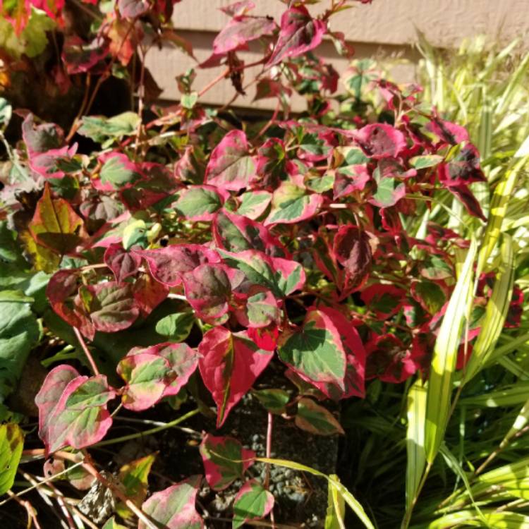 Houttuynia cordata 'Chameleon' syn. Houttuynia cordata 'Court Jester ...