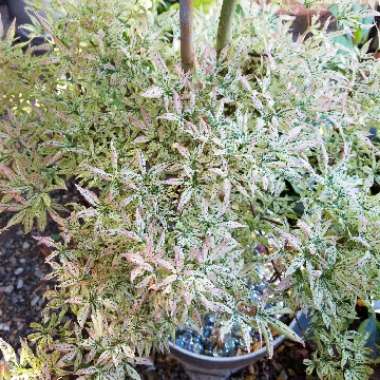 Acer palmatum