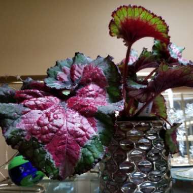 Begonia (Rex Cultorum Group)  syn. Begonia rex