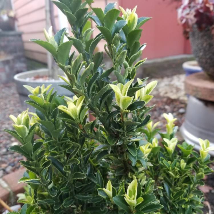 plant image 1426189