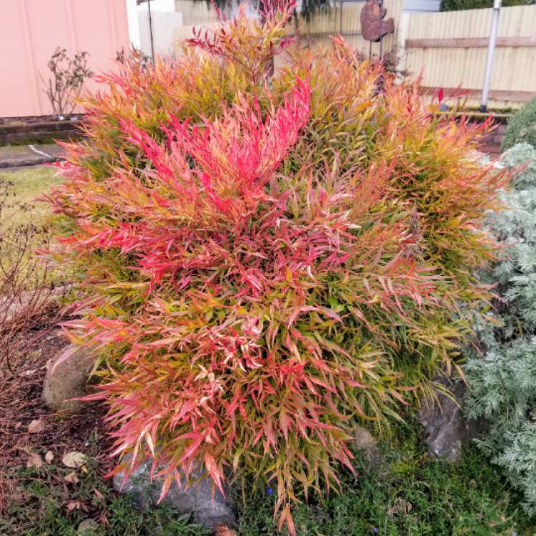 plant image 1436406 plant image 1436406
