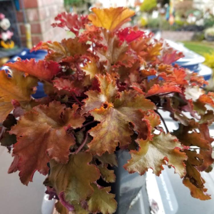 plant image 1455511