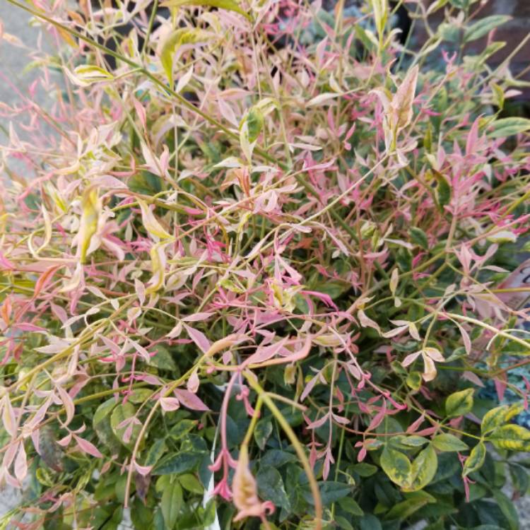 plant image 1468265 plant image 1468265