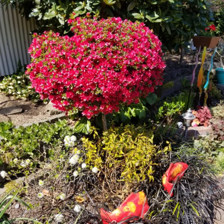 plant image 1471238 plant image 1471238