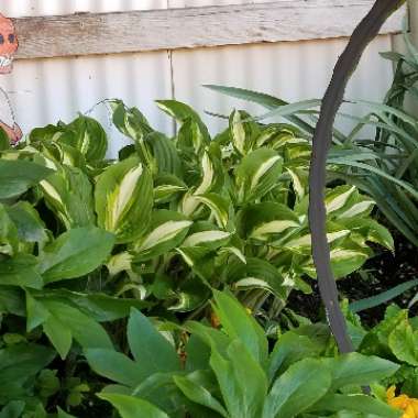 Hosta