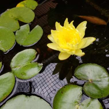 Nymphaea