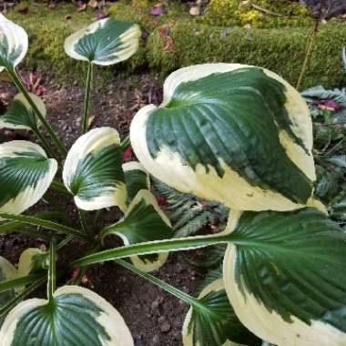 Hosta 'Moonstruck'