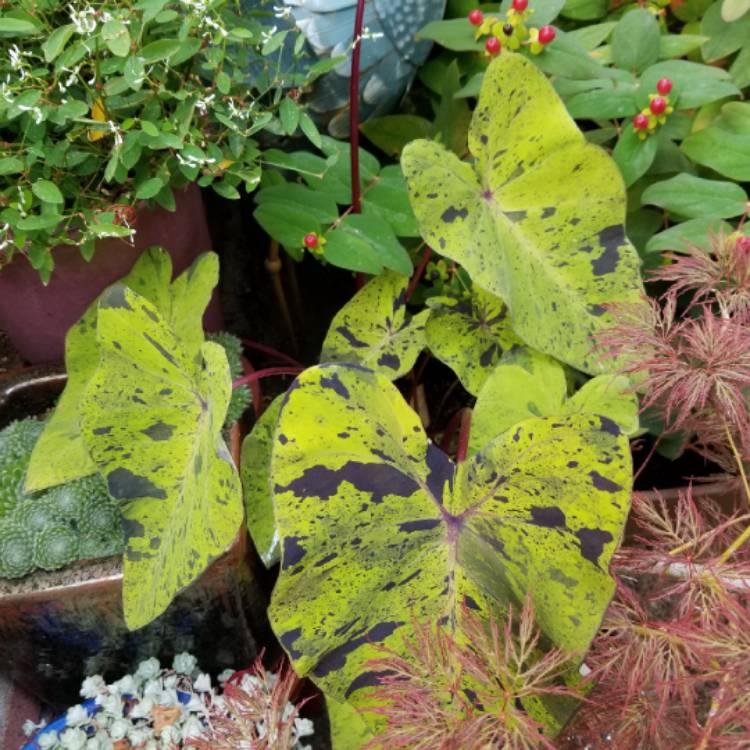 plant image 1529131 plant image 1529131