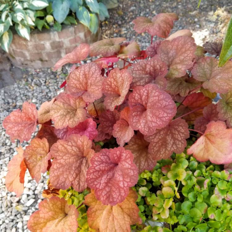 plant image 1533303 plant image 1533303