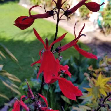 Lobelia cardinalis 'Queen Victoria'