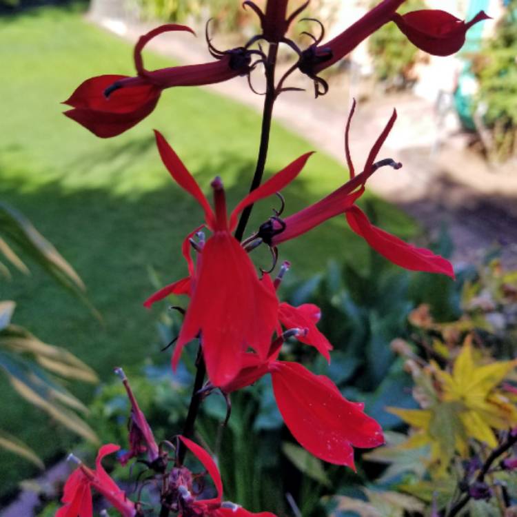 Plant image Lobelia cardinalis 'Queen Victoria'