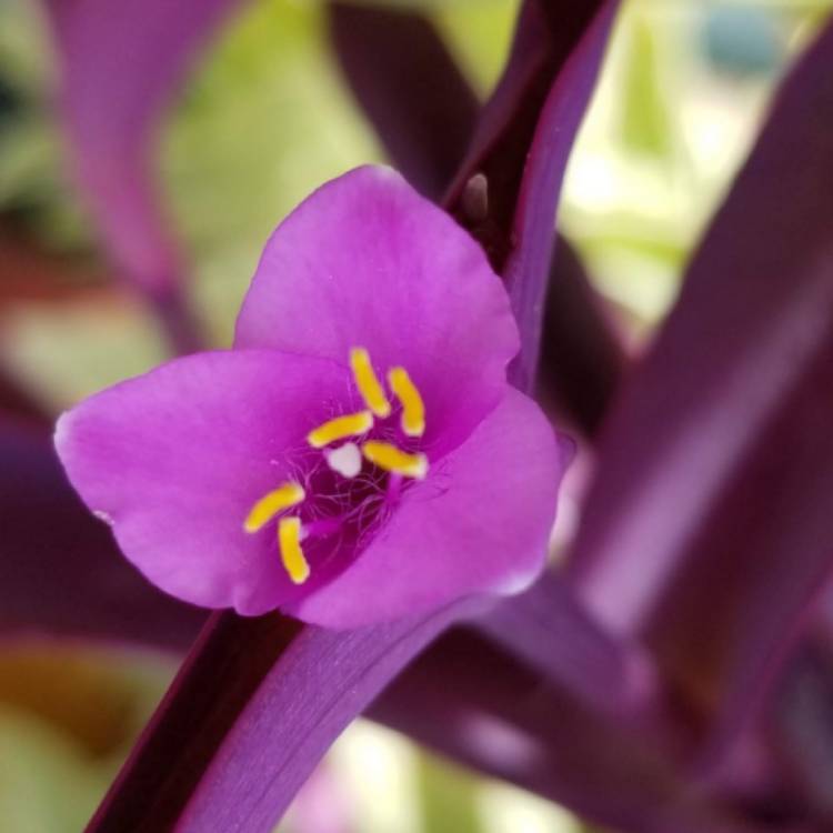 plant image 1535074 plant image 1535074