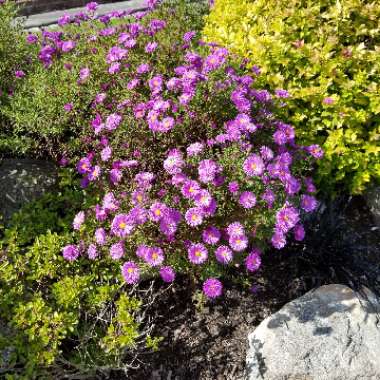 Aster