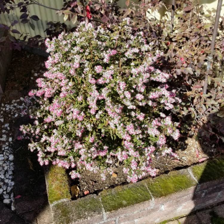 plant image 1539454 plant image 1539454