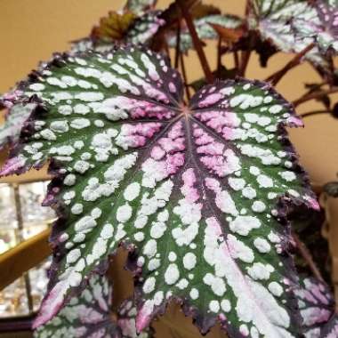 Begonia (Rex Cultorum Group)  syn. Begonia rex