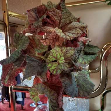 Begonia (Rex Cultorum Group)  syn. Begonia rex