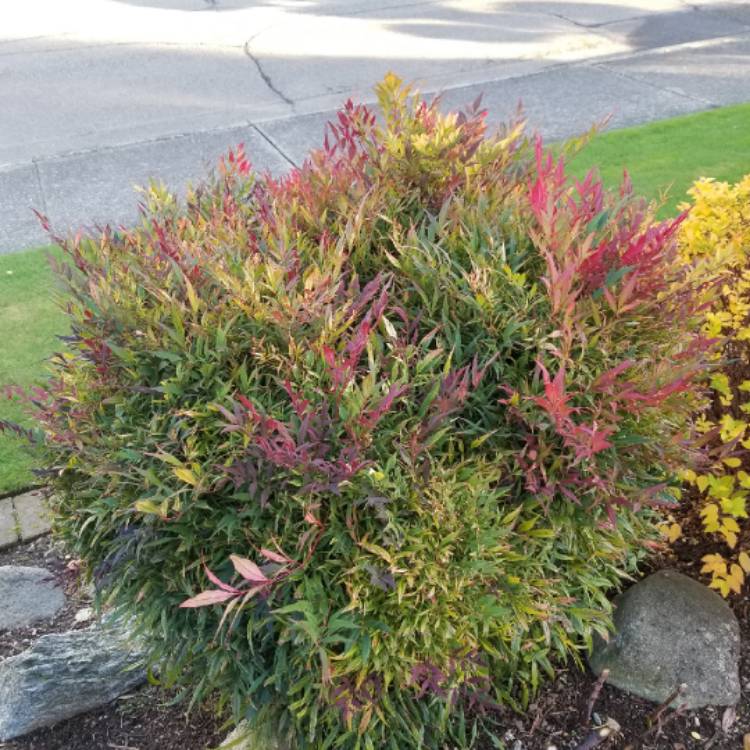 plant image 1547990 plant image 1547990
