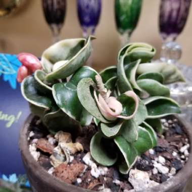 Hoya carnosa 'Compacta'