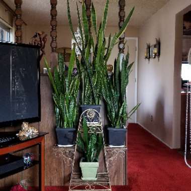 Sansevieria