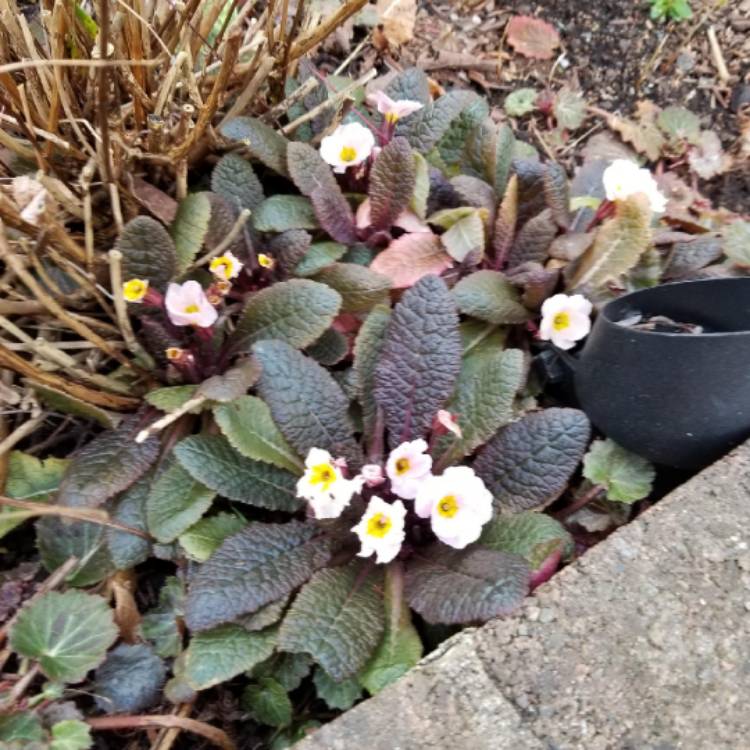 plant image 1566019 plant image 1566019