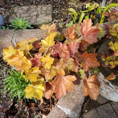 Heuchera
